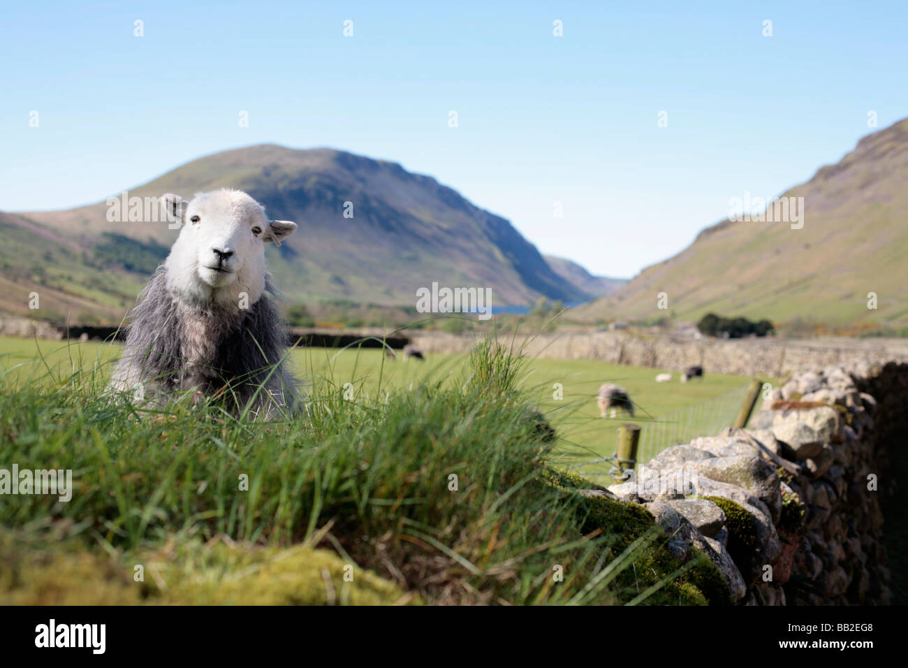 Herdwick sheep, Lake District UK. Stock Photo