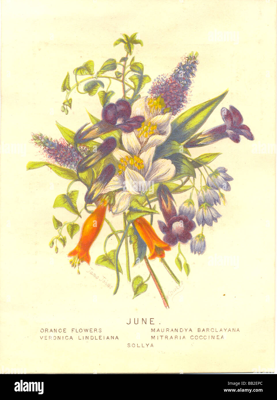 Education reward card showing June flowers Stock Photo