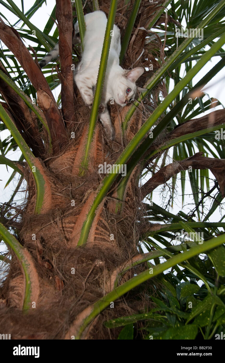 A Bengal kitten stuck up a tree Stock Photo Alamy