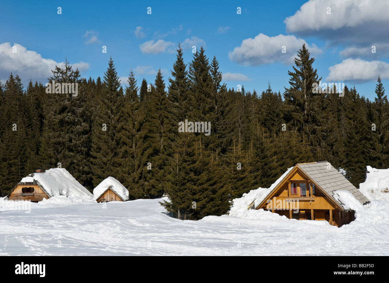 Sunny winter day on plateau Pokljuka in Slovenia. Stock Photo