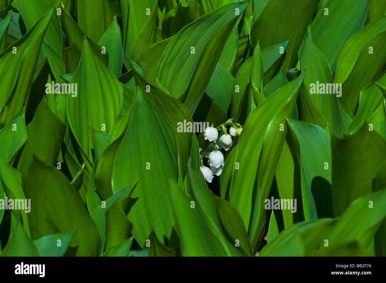 lilly of the valley liliaceae Convallaria majalis L. convallotoxin toxin toxic spring mai green background flower flowering sing Stock Photo