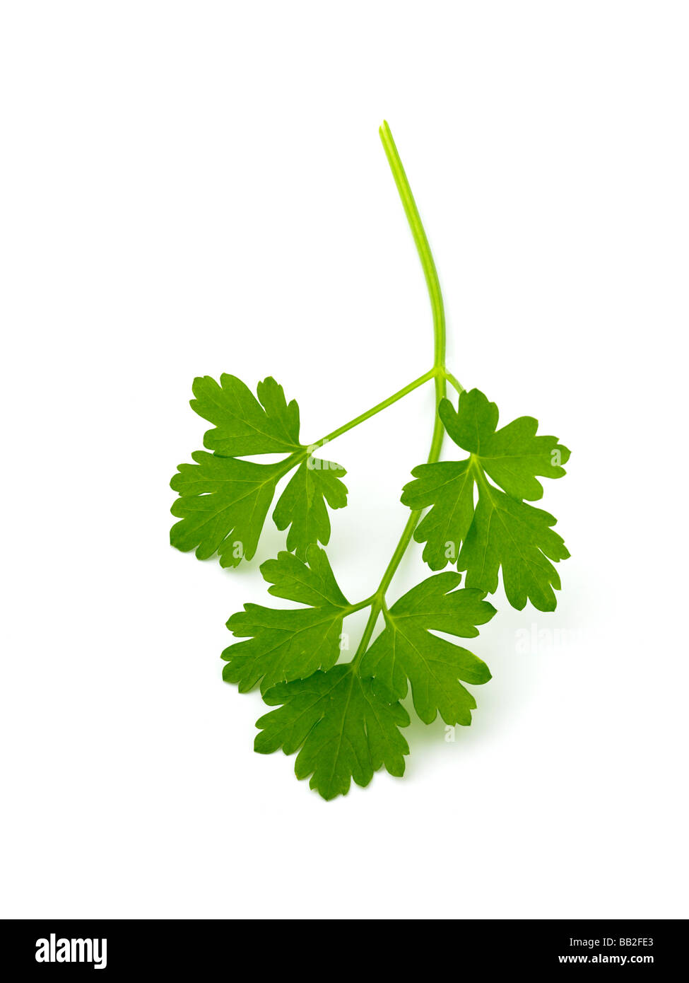 flat leaf parsley Stock Photo - Alamy