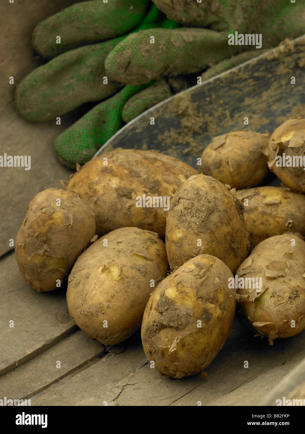 Whole Roseval potatoes stock photo. Image of uncooked - 15735456