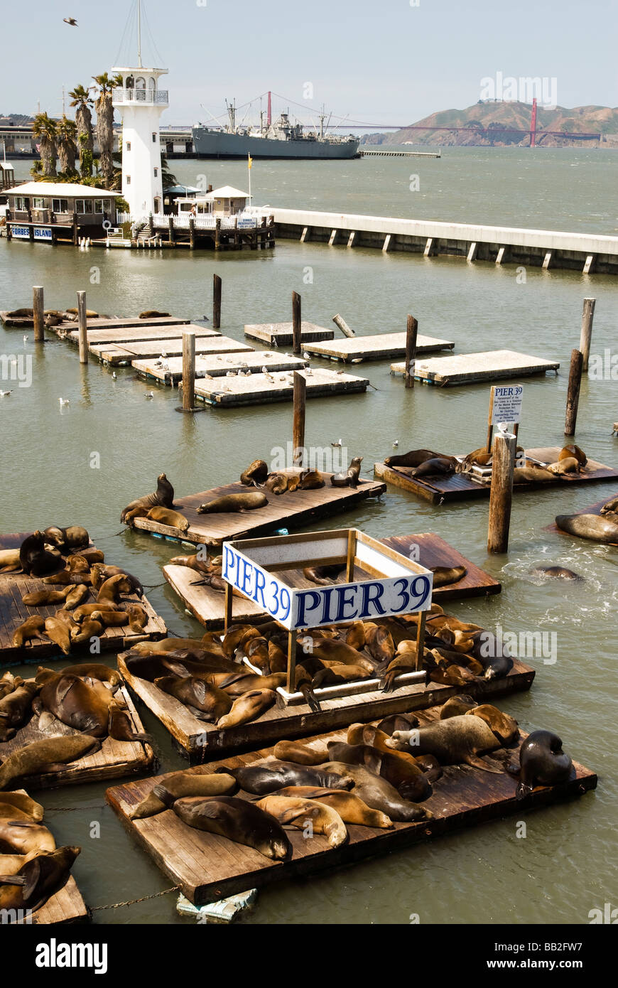 Pier 39 Sea Lions Stock Photo - Alamy