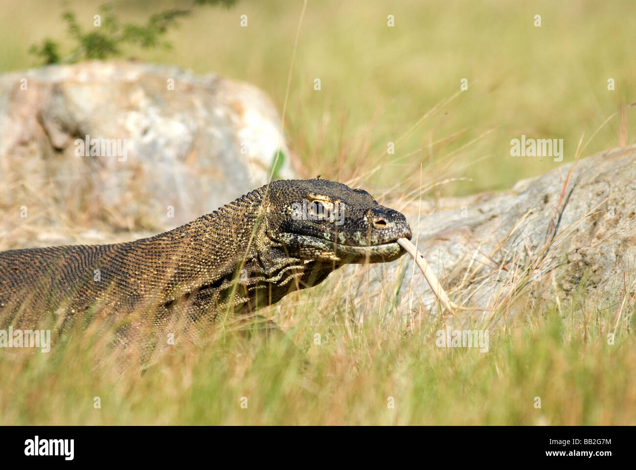 Komodo dragons use their long tongues to taste the air for the scent of