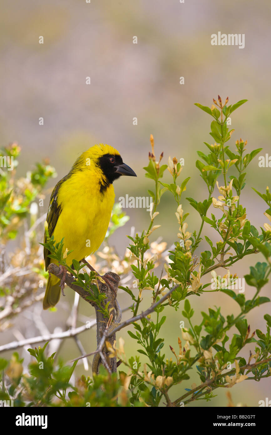 Southern masked weaver bird, Ploceus velatus, 'South Africa' Stock Photo