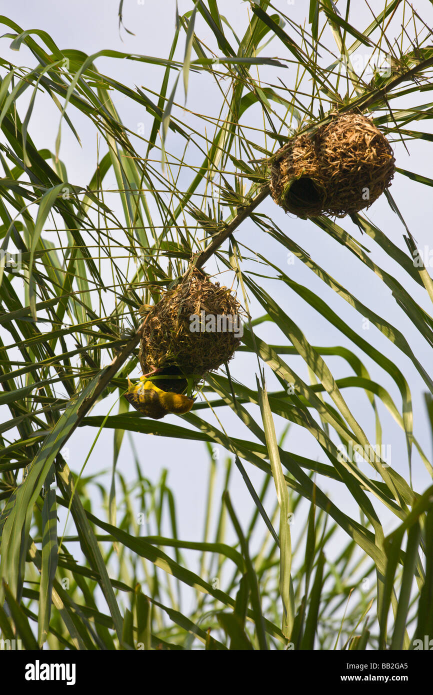 Cape weaver bird building nests, Ploceus capensis, 'South Africa' Stock Photo