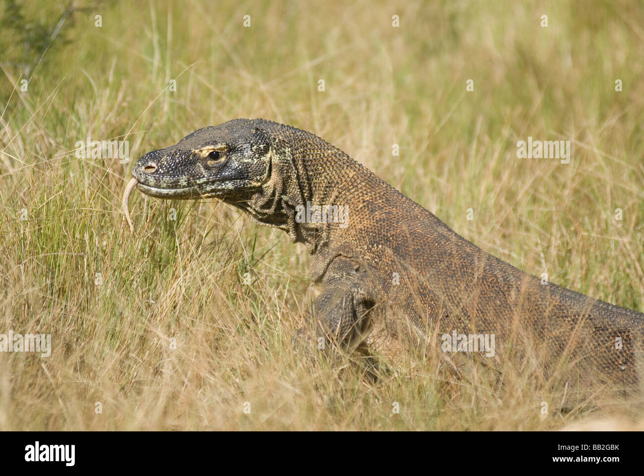 Komodo dragons use their long tongues to taste the air for the scent of