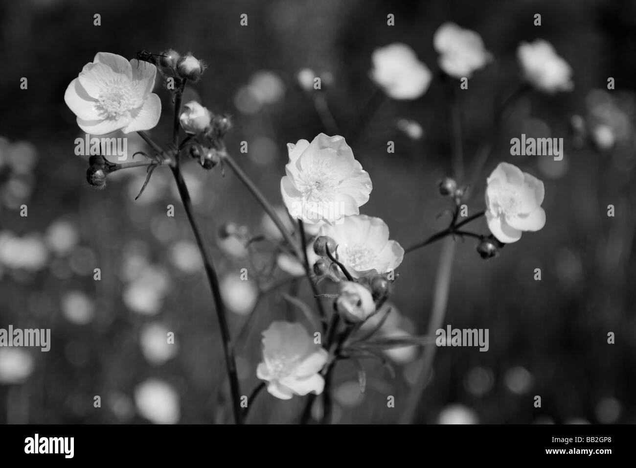 Black and white buttercups Stock Photo - Alamy