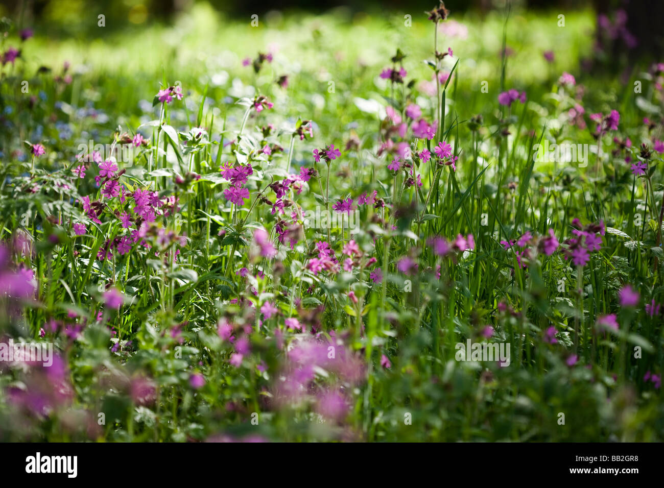 Silene dioica 'Red Campion' growing in meadow grassland area UK, early morning in spring. Stock Photo