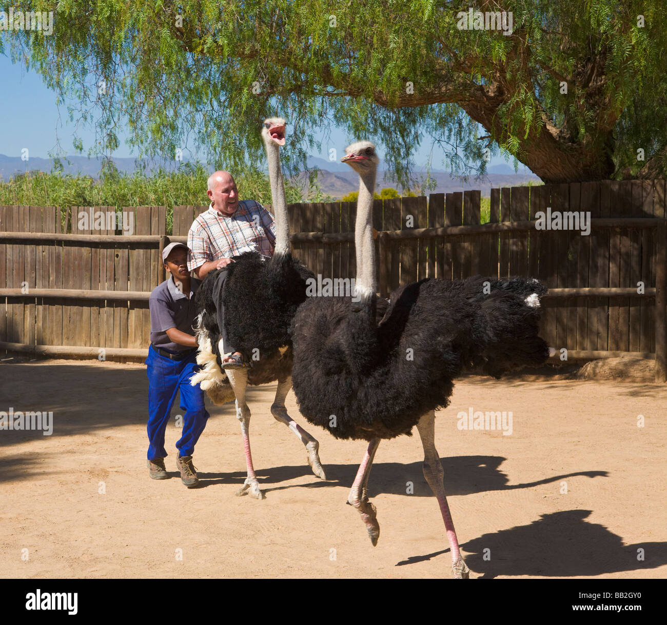 Tourist riding an ostrich, Oudtshoorn, "South Africa Stock Photo Alamy
