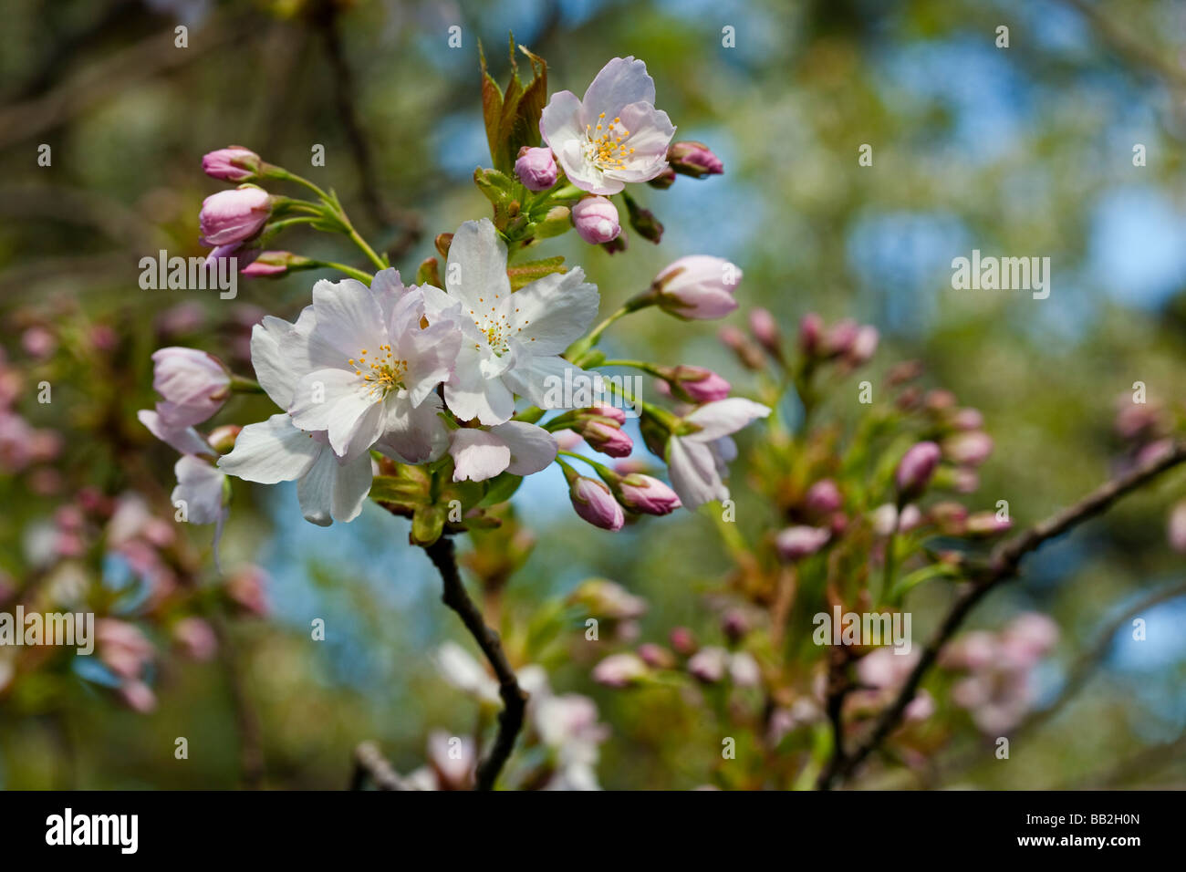 Prunus 'Amanogawa' Cherry blossom UK Stock Photo