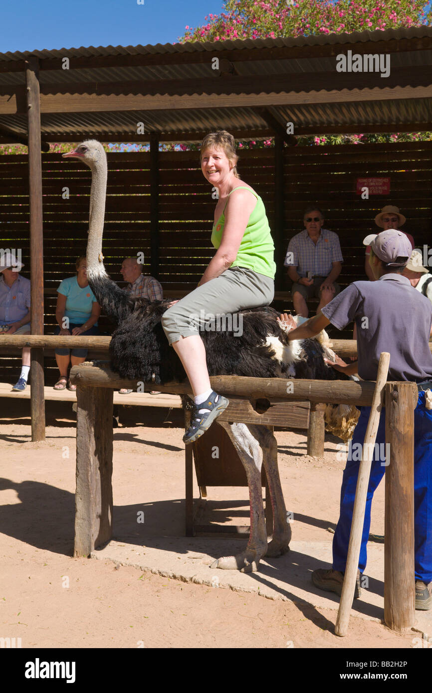Tourist riding an ostrich, Oudtshoorn, "South Africa Stock Photo Alamy