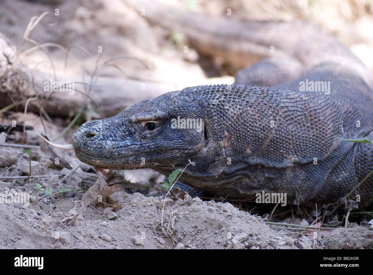 Komodo dragons use their long tongues to taste the air for the scent of