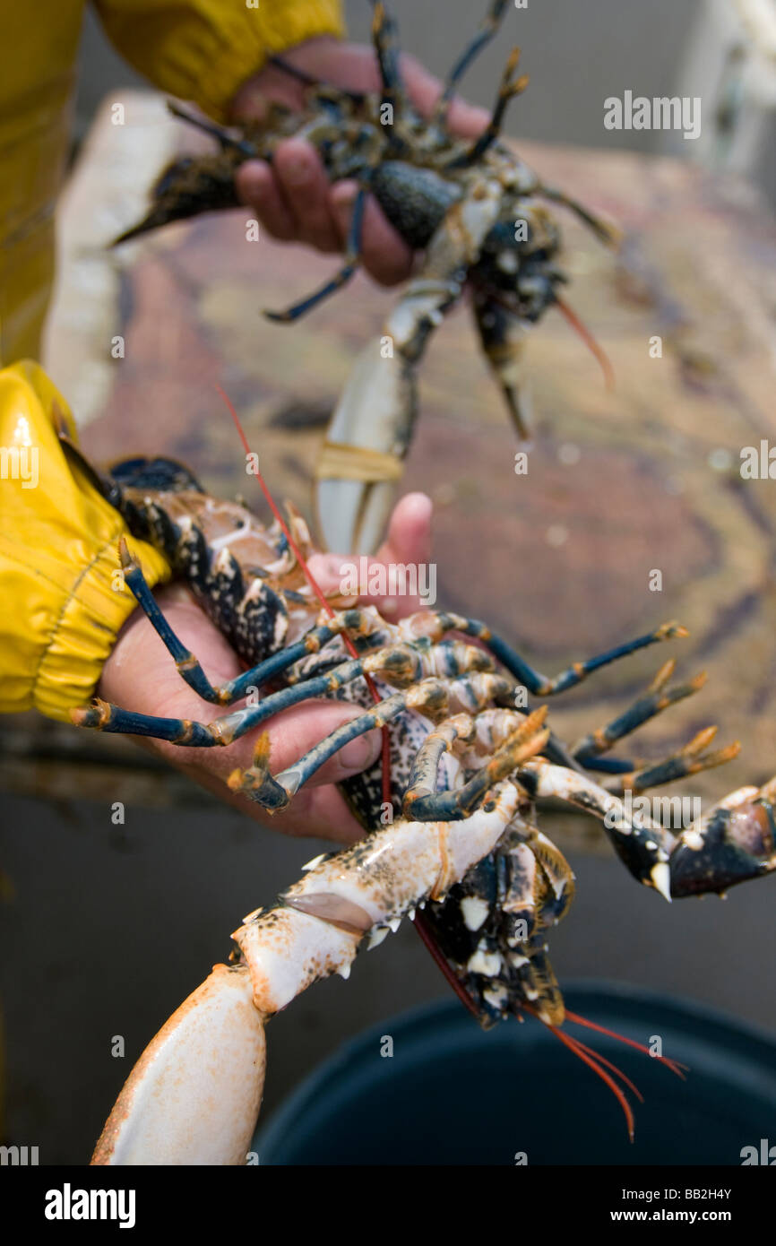 Fisherman holding two live lobsters freshly caught from the sea,Jersey
