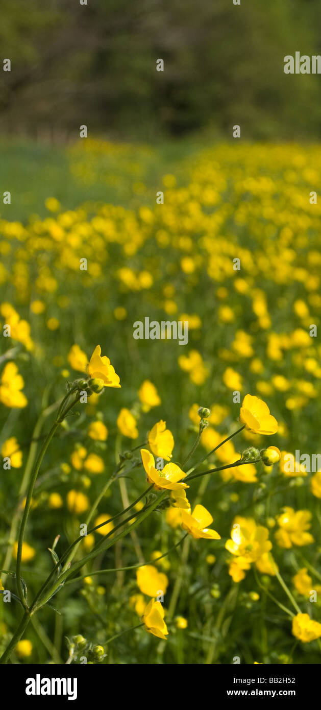 Buttercups in English countryside Stock Photo