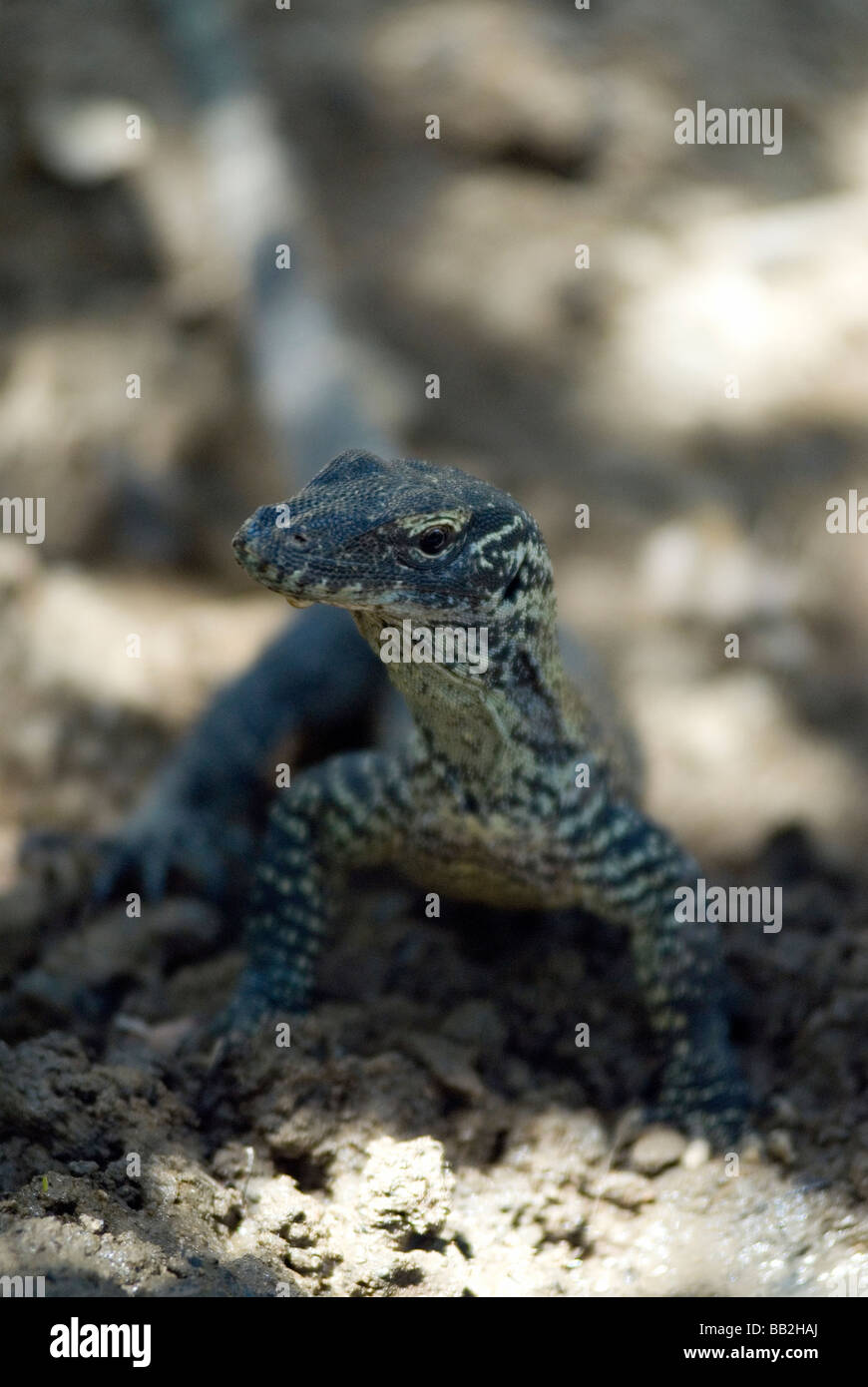 Baby komodo dragon Stock Photo