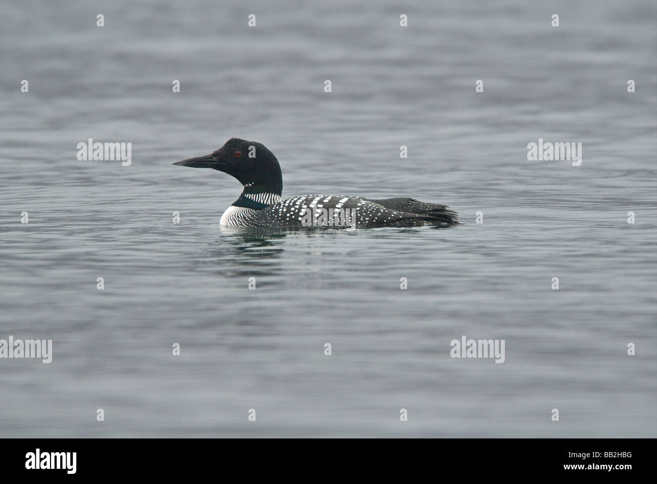 great northern diver Stock Photo