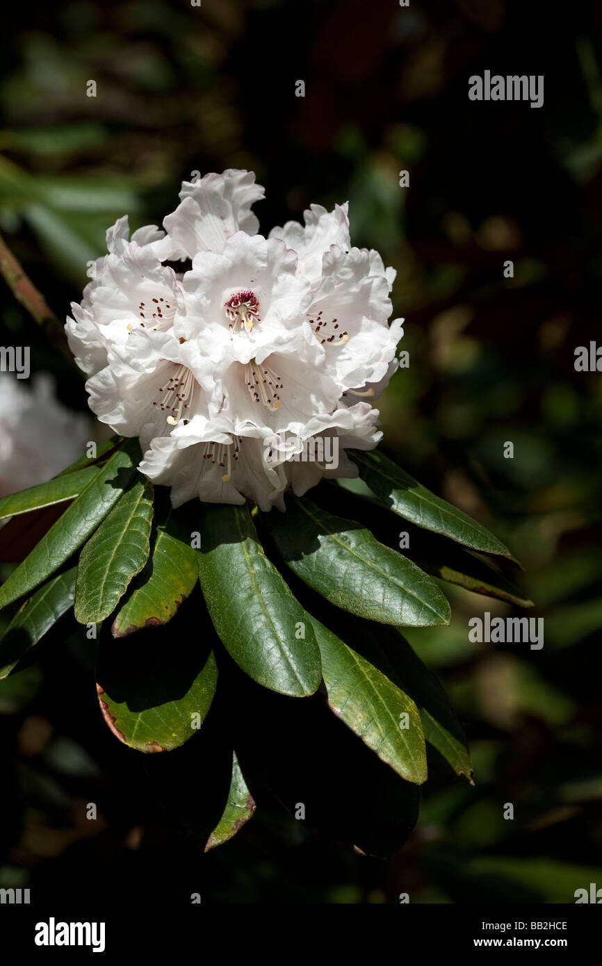 rhododendron bodenansprche 3er-Set Rhododendron / Alpenrose  Lila, Rosa & Wei  Immergrne  winterharte Gartenpflanzen  Blhstrucher fr Beet, Balkon & Kbel  Hhe  inkl.