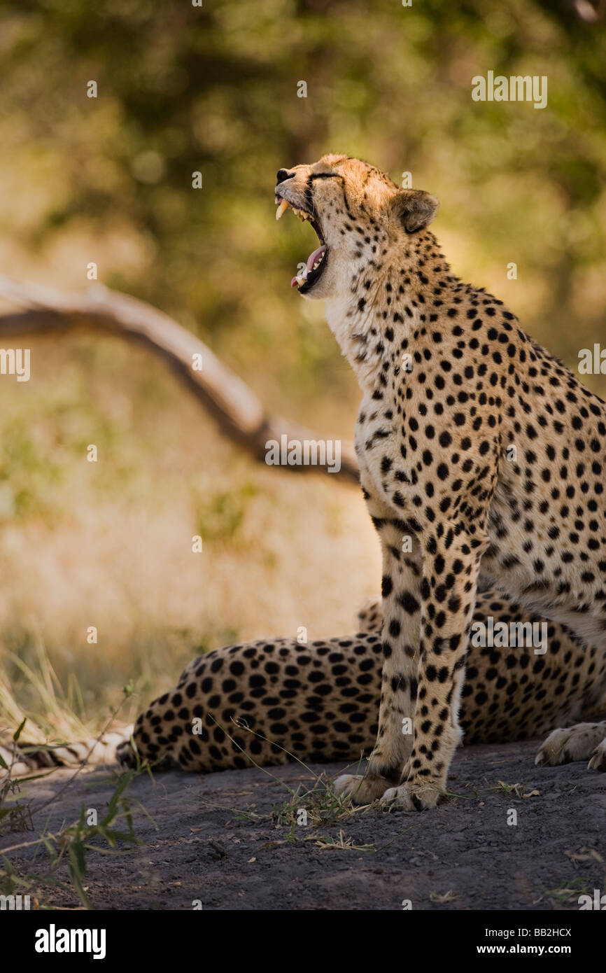 Cheetah yawning head in sunlight, mouth wide open, eyes closed, tongue out, laughing showing teeth, sitting upright in green African bush Botswana Stock Photo