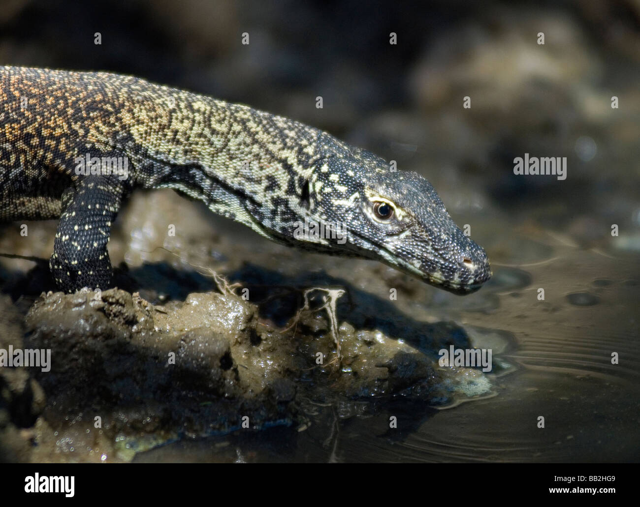 Baby komodo dragon Stock Photo