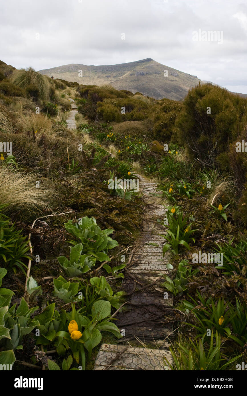 Walking trail with scenic panoramic vista to extinct volcano on Campbell Island New Zealand's Sub-Antarctic territory and nature preserve Stock Photo