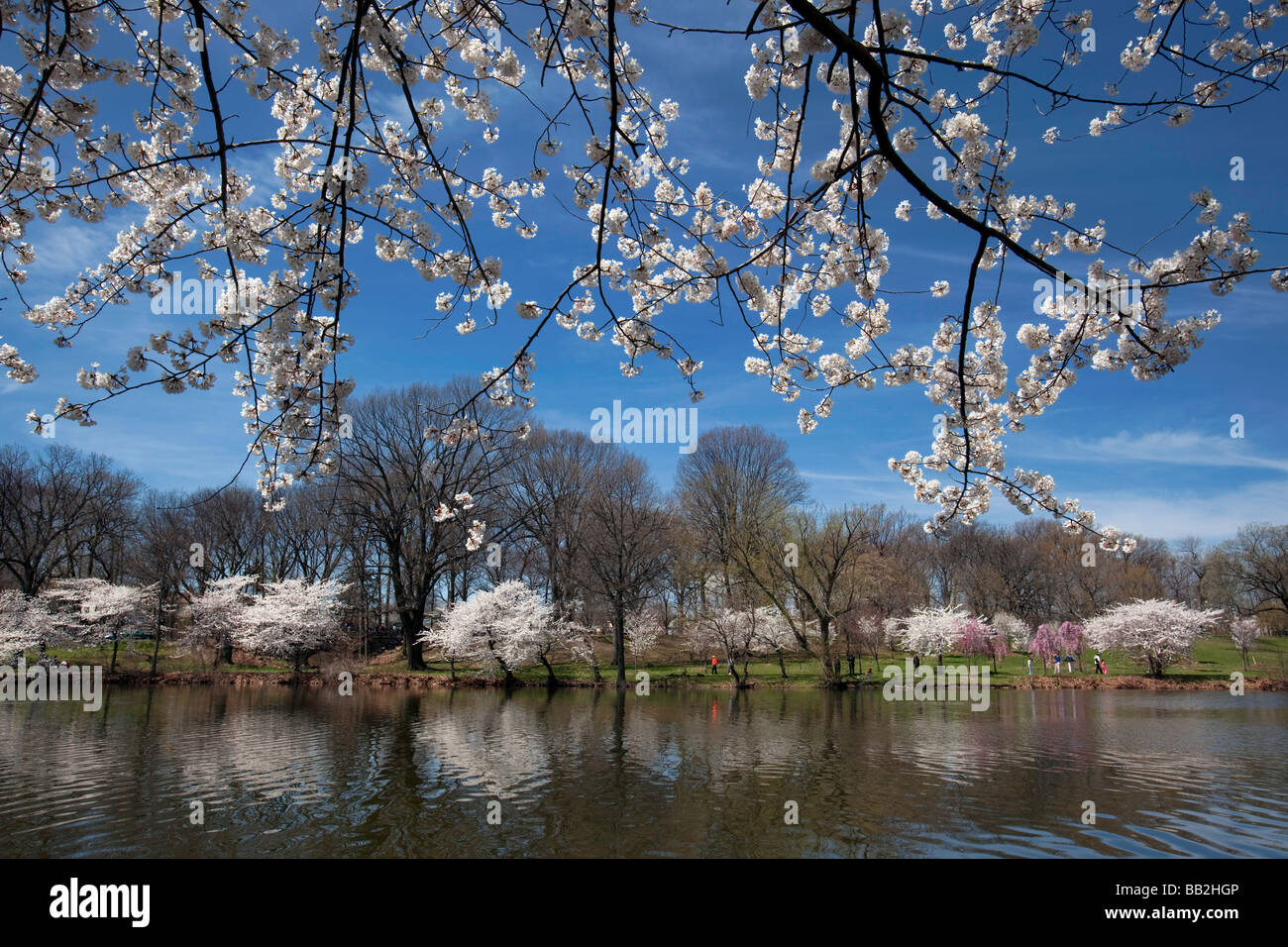 Branch Brook Park Cherry Blossom 2025 Emmy Norrie
