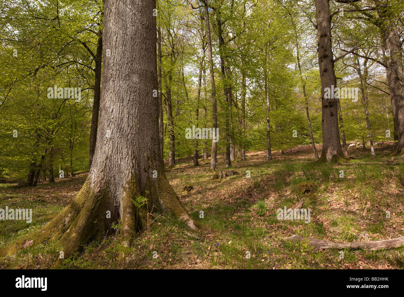 Uk Gloucestershire Forest Of Dean Parkend Beech Woodland Stock
