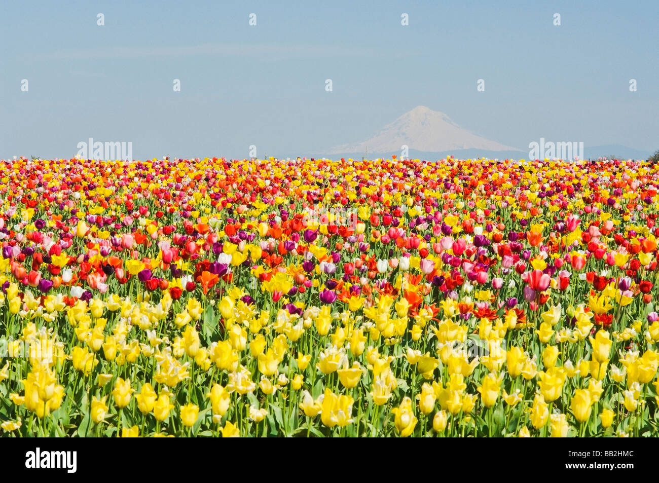 Mt. Hood and Tulips; Wooden Shoe Tulip Farm, Woodburn, Oregon, USA