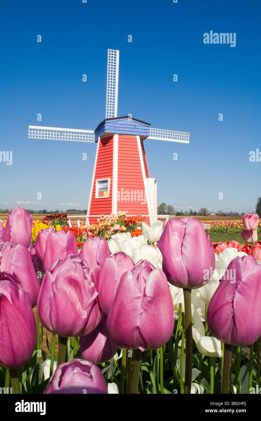 Windmill at Wooden Shoe Tulip Farm; Willamette Valley, Woodburn, Oregon
