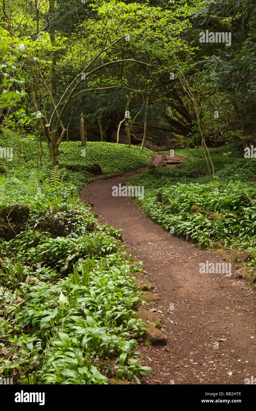UK Gloucestershire Forest of Dean Coleford Milkwall Puzzlewood Great