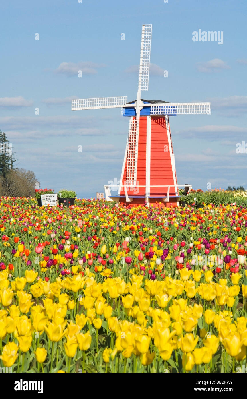 Windmill and Tulip Festival; Wooden Shoe Tulip Farm, Woodburn, Oregon