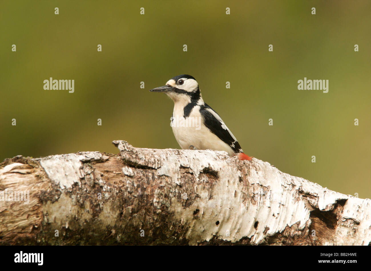 Greater spotted woodpecker Stock Photo