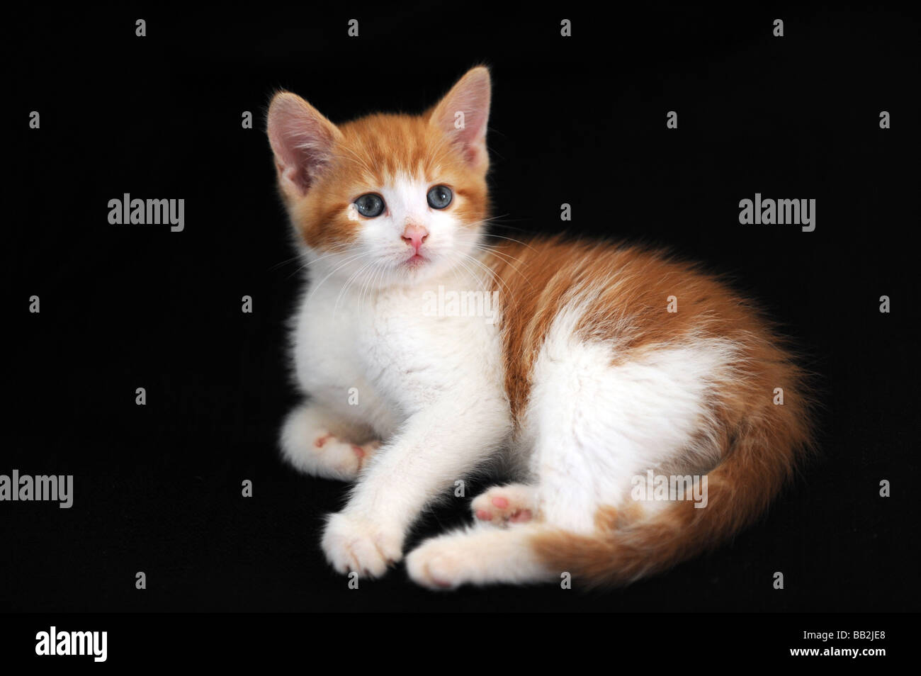 a small ginger and white kitten looking up against a black background Stock Photo