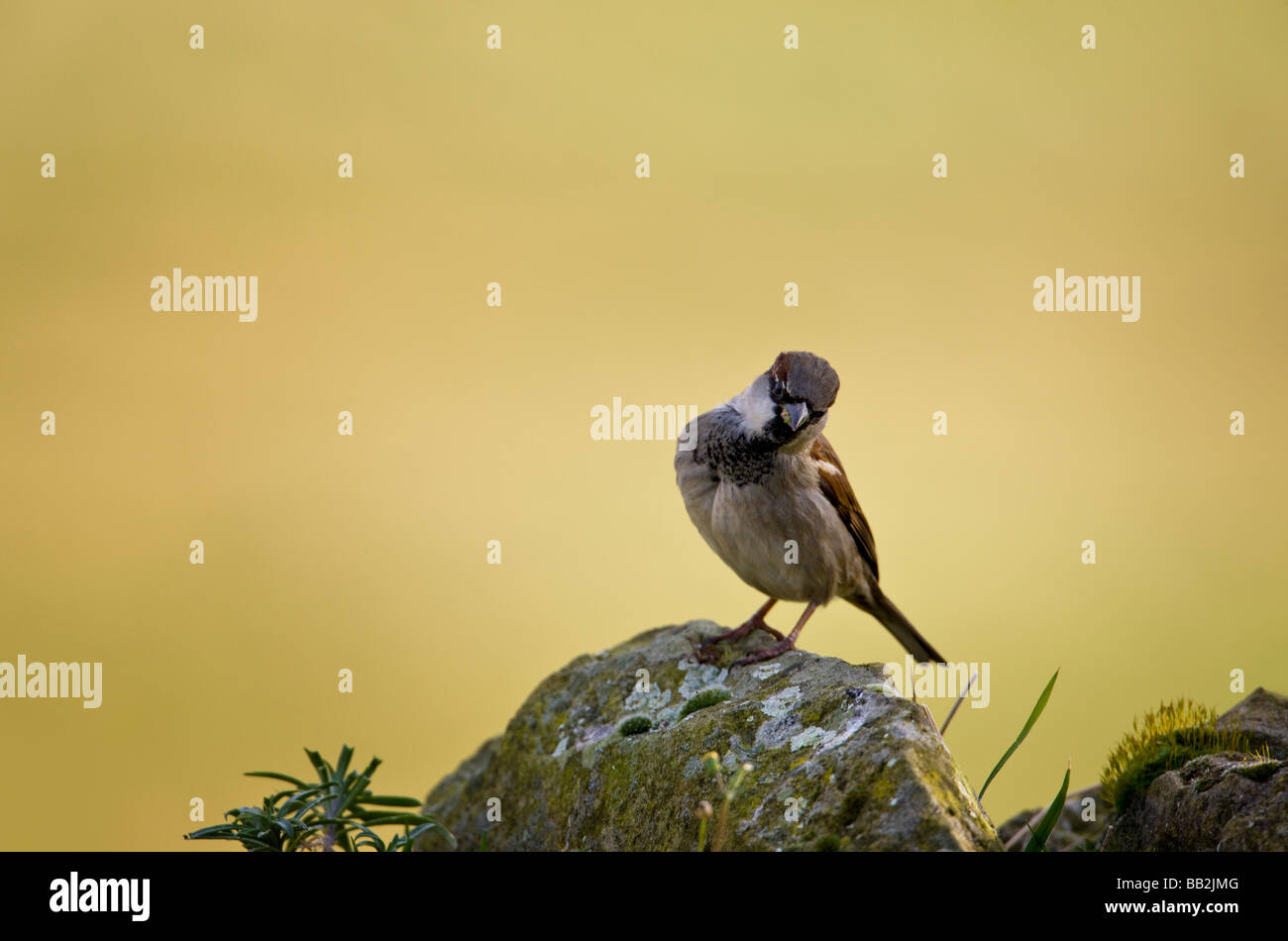 Passer domesticus, male house sparrow. Stock Photo