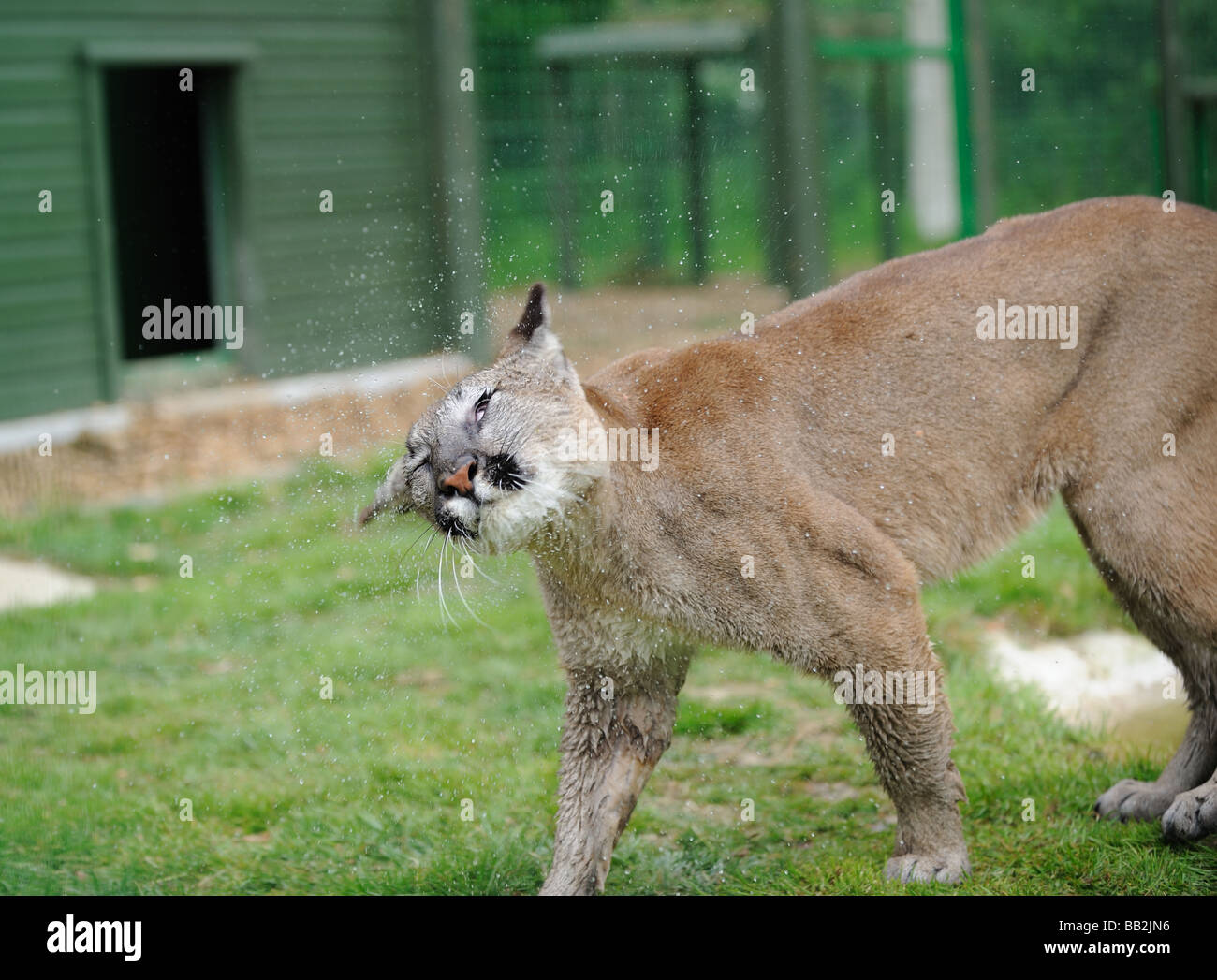 Puma Shaking Head Stock Photo - Alamy