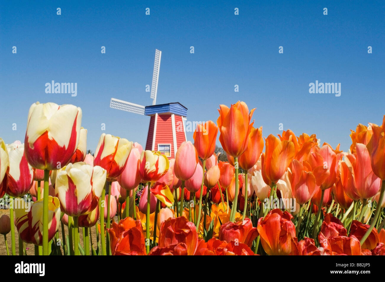 Windmill at Wooden Shoe Tulip Farm; Willamette Valley, Woodburn, Oregon