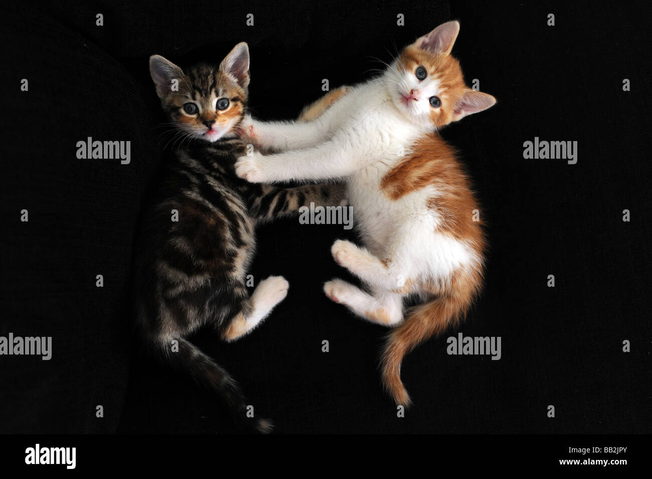 A small ginger and white kitten and a tabby kitten looking up into the camera against a black background Stock Photo