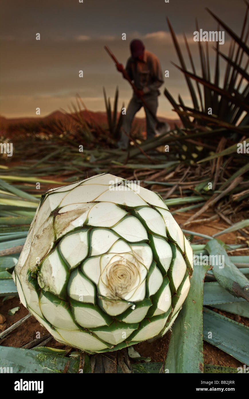 Coa de jima hires stock photography and images Alamy