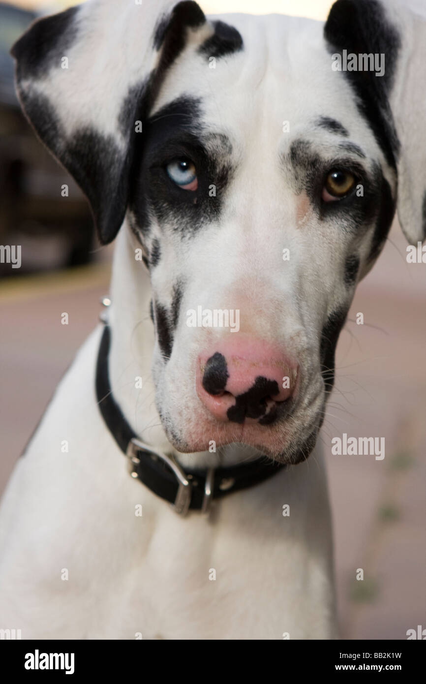 white dog with pink nose