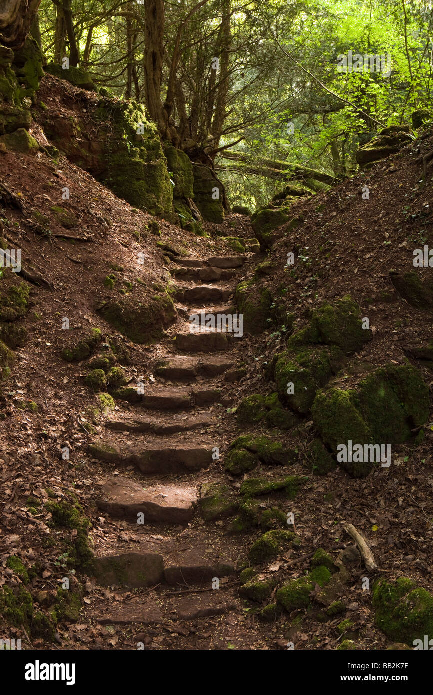 UK Gloucestershire Forest of Dean Coleford Milkwall Puzzlewood Great