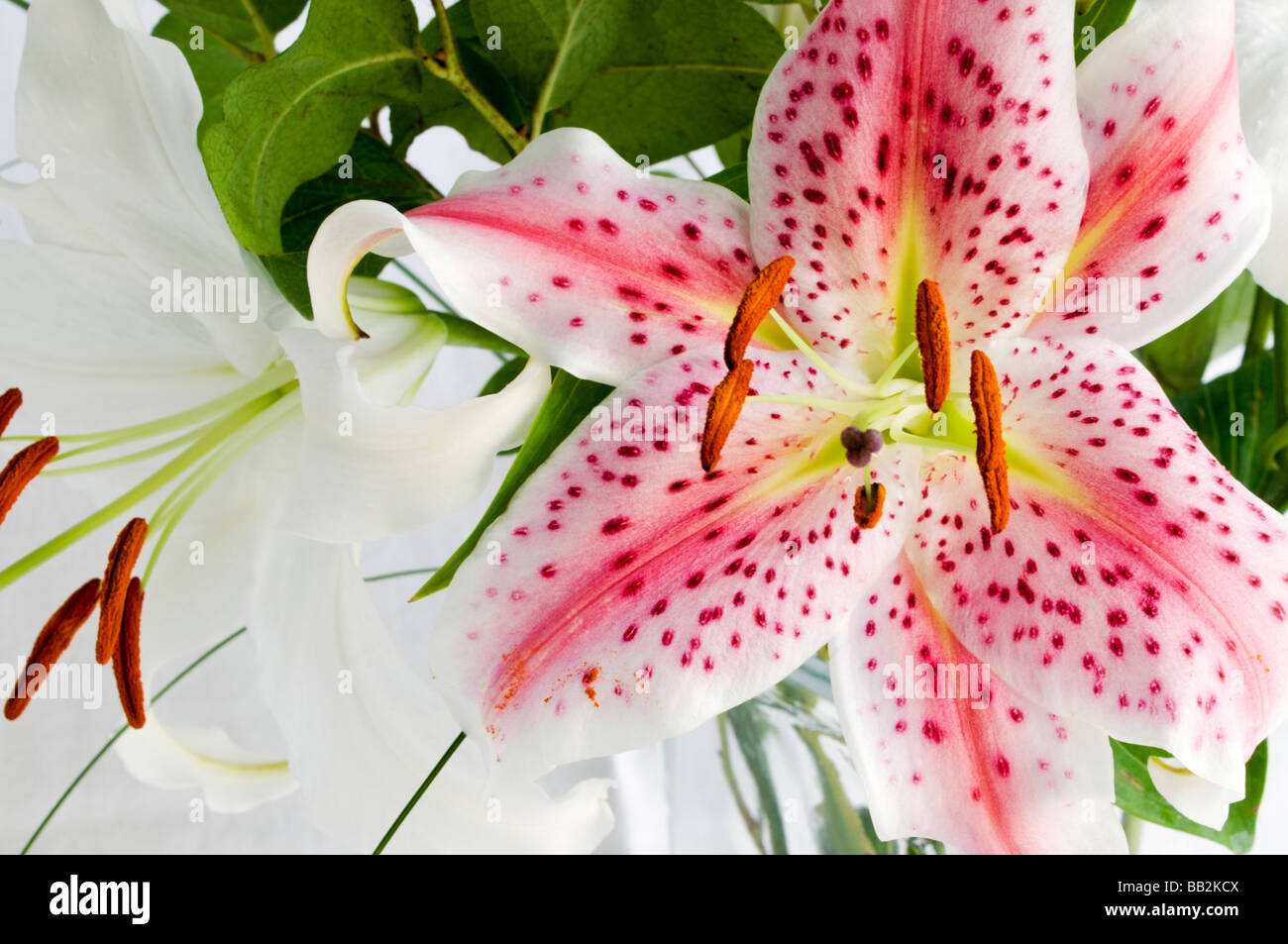 Closeup of spectacular oriental lily blooms Stock Photo Alamy