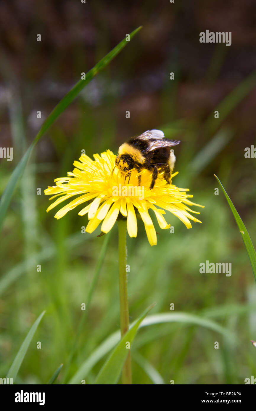 Why Do Bumble Bees Sit On The Ground at Carla Myers blog