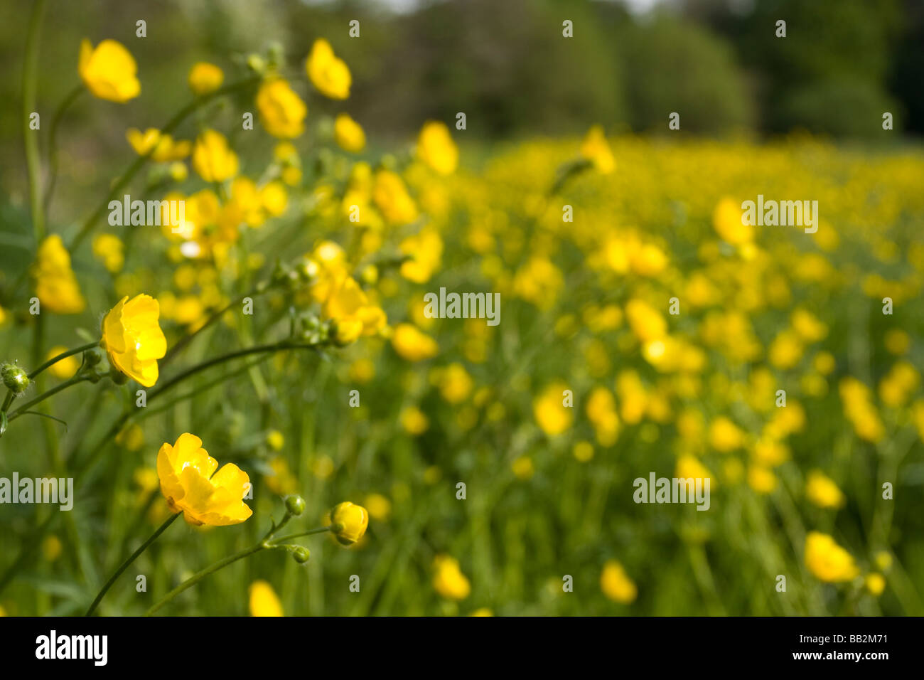 Buttercups in English countryside Stock Photo