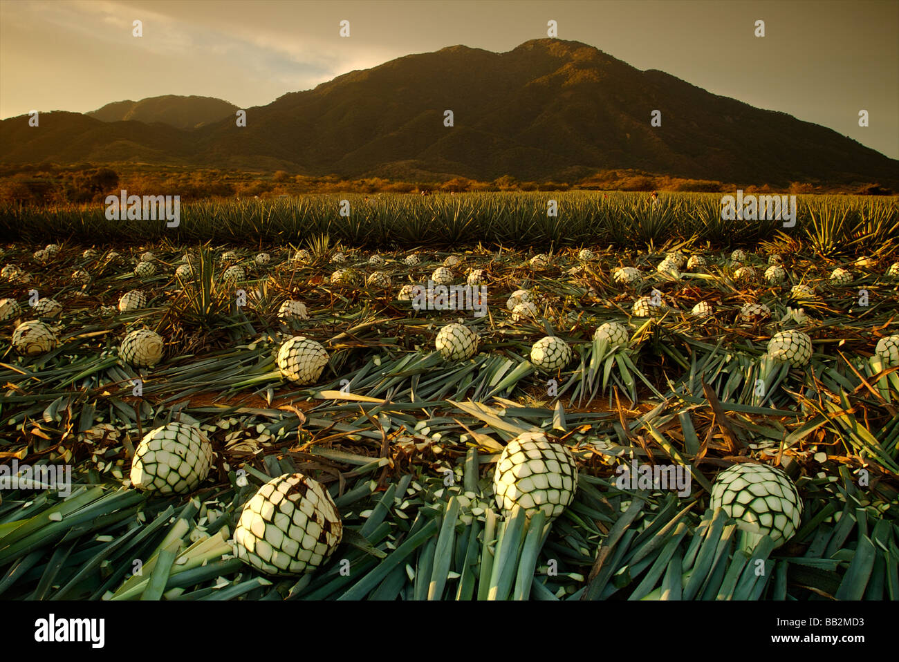 Agave fields mexico hi-res stock photography and images - Alamy