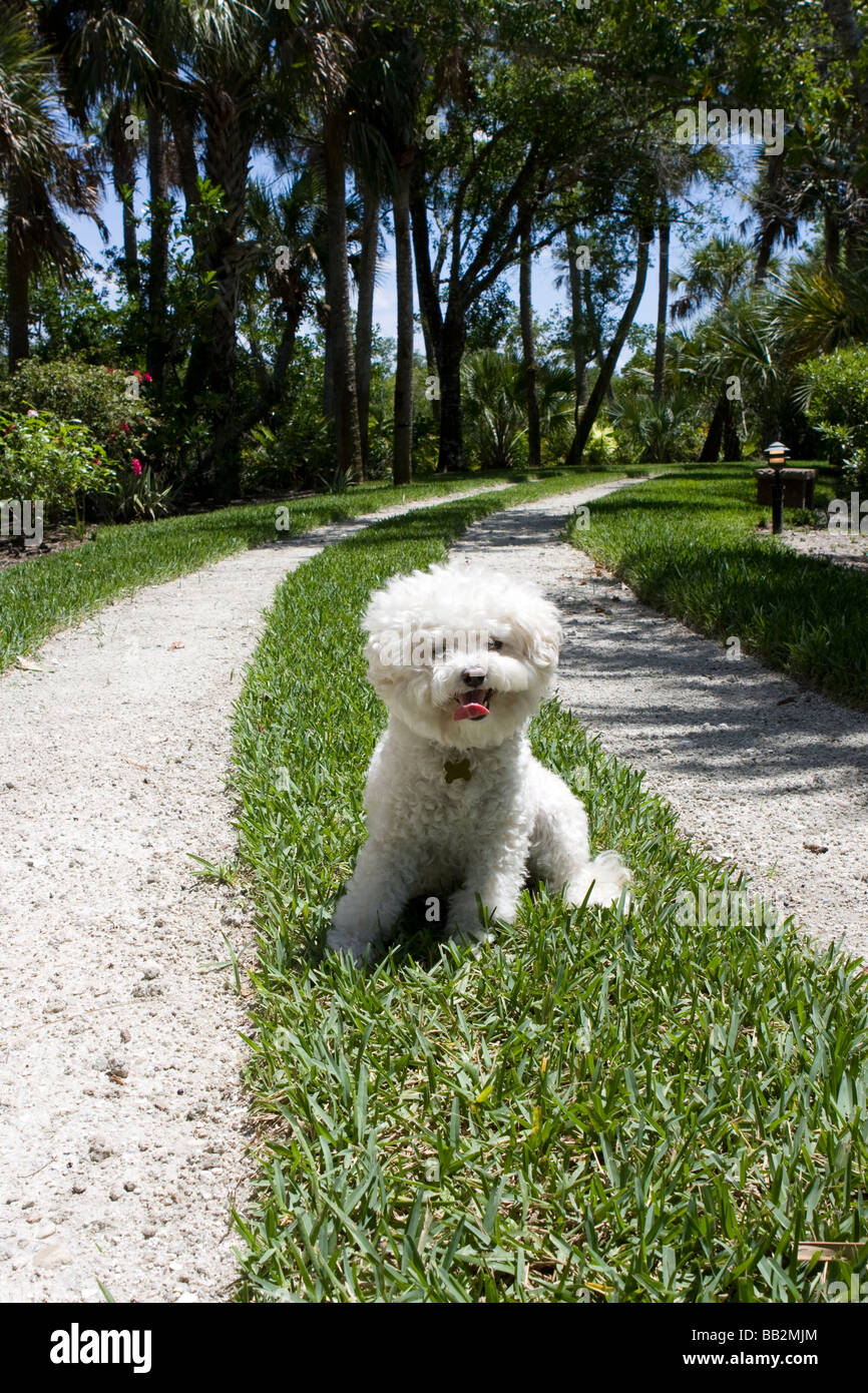 Bichon Poodle Mix dog sits on long grass and gravel driveway in Stuart, Florida Stock Photo
