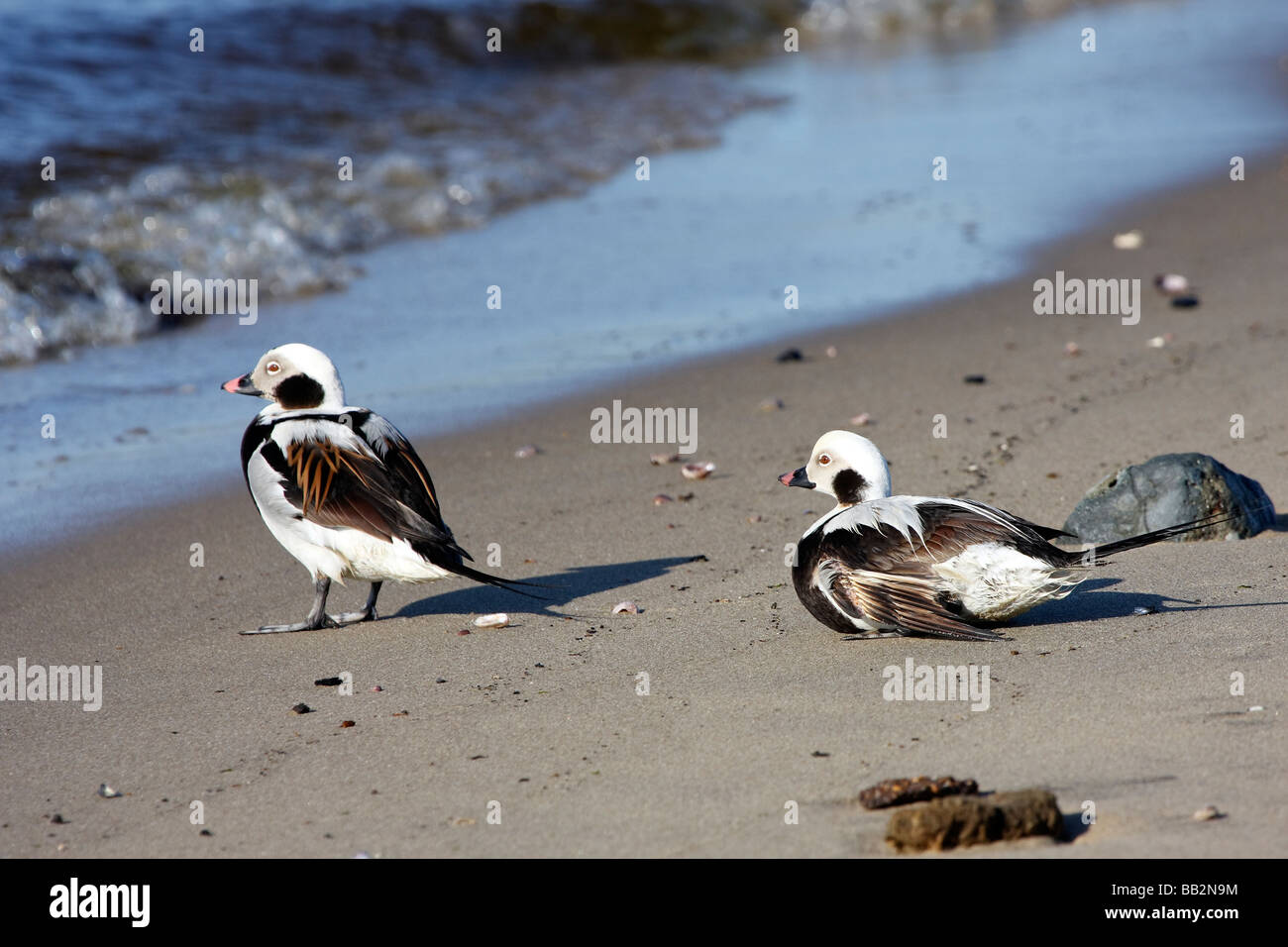 Two Long tailed Ducks on the beach Stock Photo