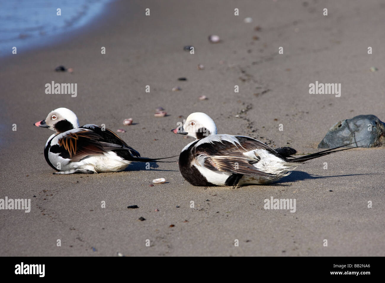 Two Long tailed Ducks sitting on the beach Stock Photo