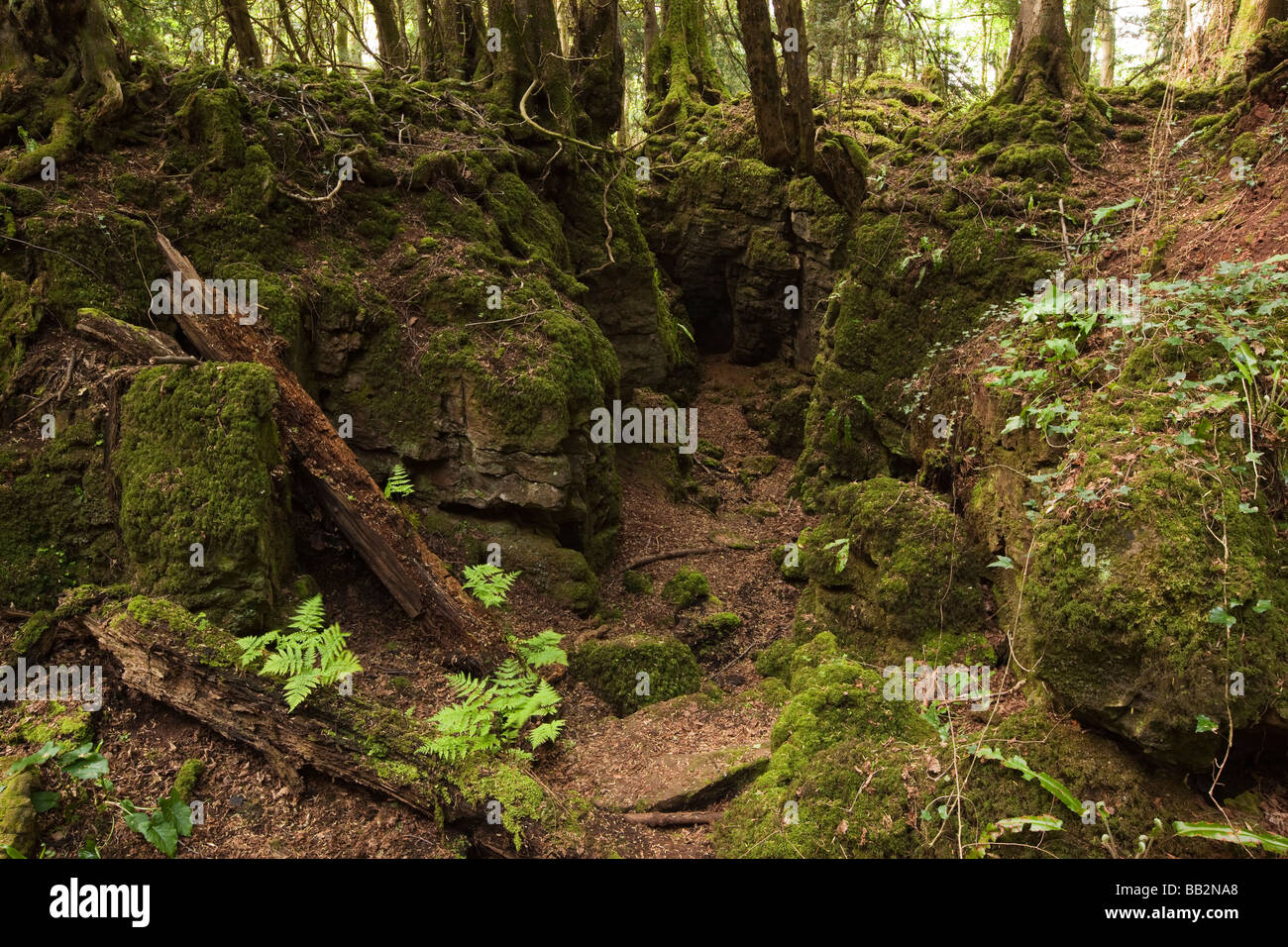 UK Gloucestershire Forest of Dean Coleford Milkwall Puzzlewood Great