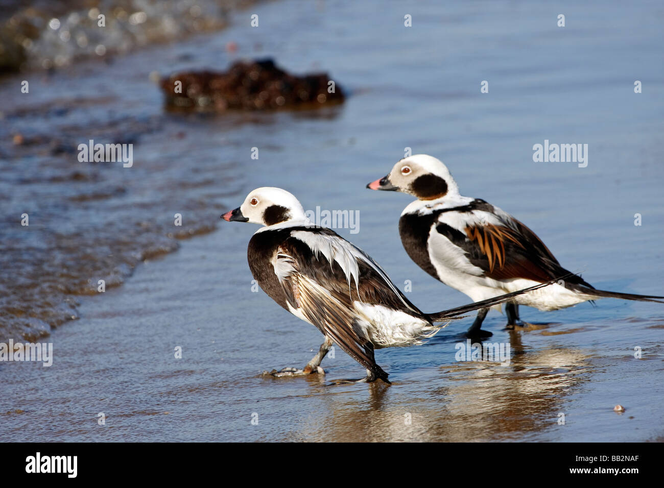 Two Long tailed Ducks walking into the surf Stock Photo